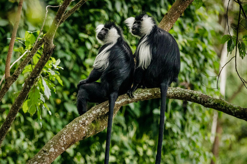 Safari de 5 días por Ruanda con gorilas, chimpancés y fauna salvaje