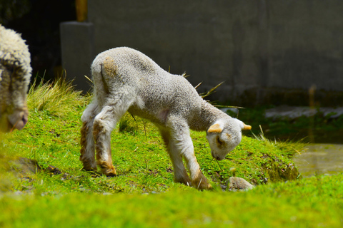 5-Day Quilotoa Loop Trek with Meals & Guide 6-Day Quilotoa Loop Trekking + Tangan Columns and waterfall