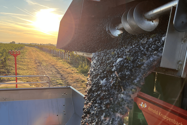 Organic wine discovery tour with tasting at the Mohr-Gutting organic winery (Palatinate)