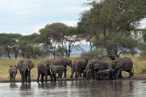 Tarangire National Park Day Trip with Pickup from Arusha