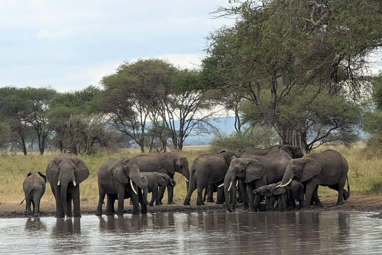 Tarangire National Park Day Trip with Pickup from Arusha