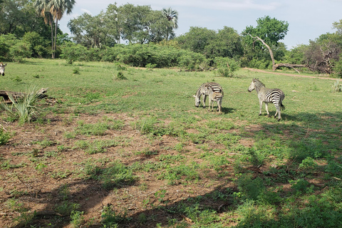 SAFARI EN VOITURE ET PROMENADE À LA RENCONTRE DES RHINOCÉROS