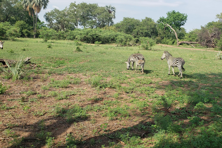 SAFARI GAME DRIVE & RHINO WALK