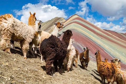 Cusco : Journée guidée avec repas dans la montagne de l&#039;arc-en-ciel et la vallée rouge