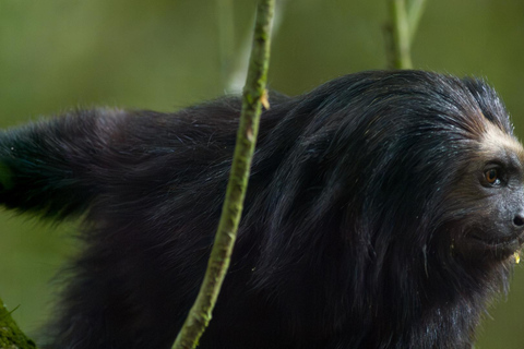 Observação do mico-leão-preto em estado selvagem