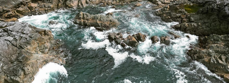 Tofino : excursion à Hot Springs Cove avec croisière pour observer la faune