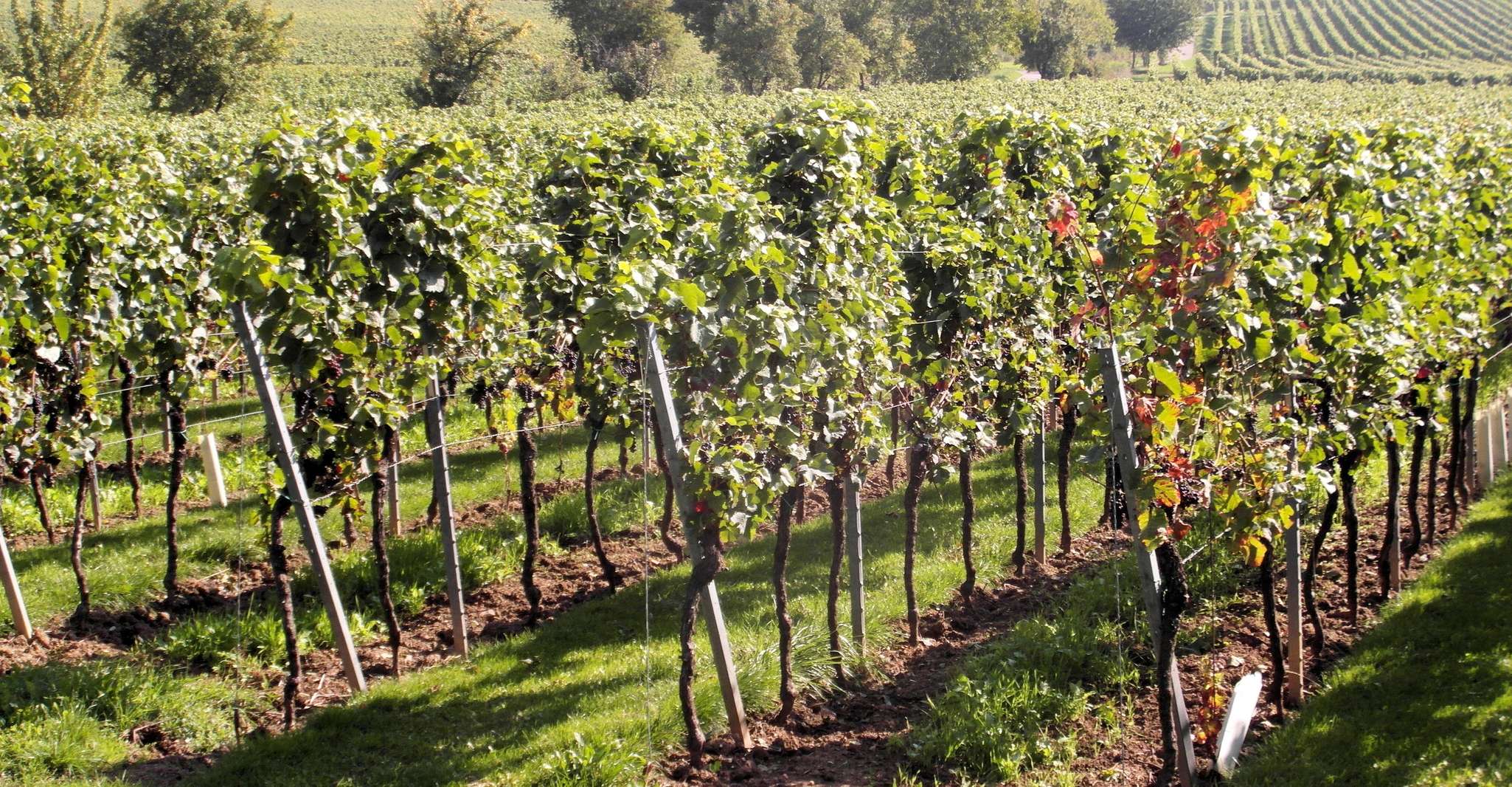 Polish vineyards! (Chodorowa and Chruślice watchpoint) - Housity