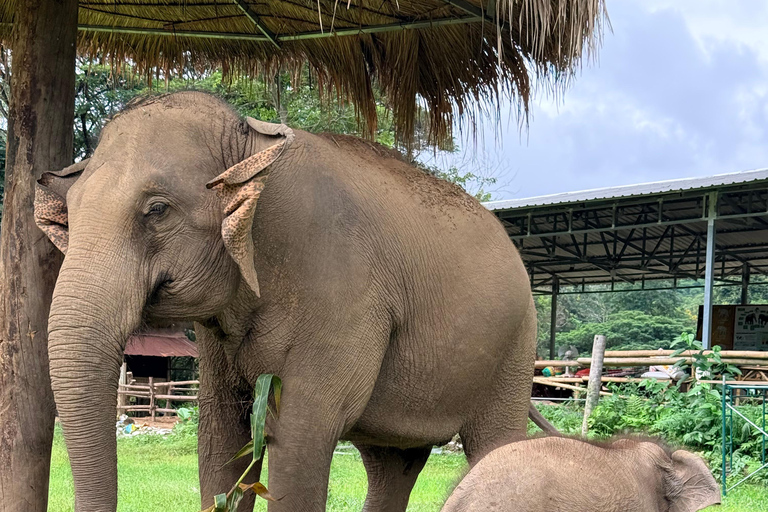 Chiang Mai Adventure: Rafting, ATV & Elephants Experience. Bamboo rafting (4km.) & 1 hrs. ATV.