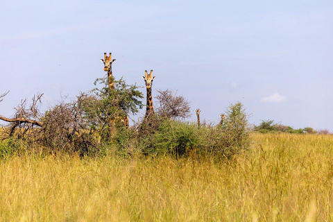 Dagtrip: Zanzibar naar Selous/ Nyerere National Park