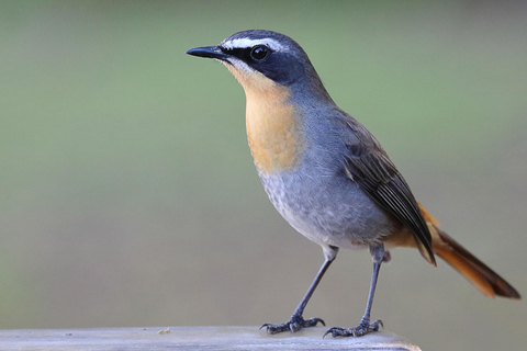 Oiseaux et jardins du Cap. Visite privée.Les fêtes et les fêtes de fin d&#039;année de Kapstadens. Guide suédois