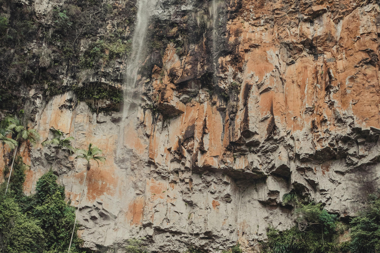 Gold Coast: Springbrook Waterfalls Private Tour