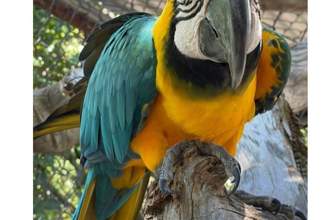 St. John's Laviscount Island Giant Tortoises &Long Bay Beach