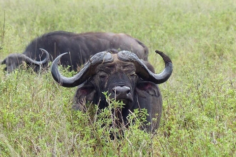 Arusha National Park: Day Trip with Walking Safari & Canoe Shared Day Trip Transfer & Game Drive (Fees Excluded)