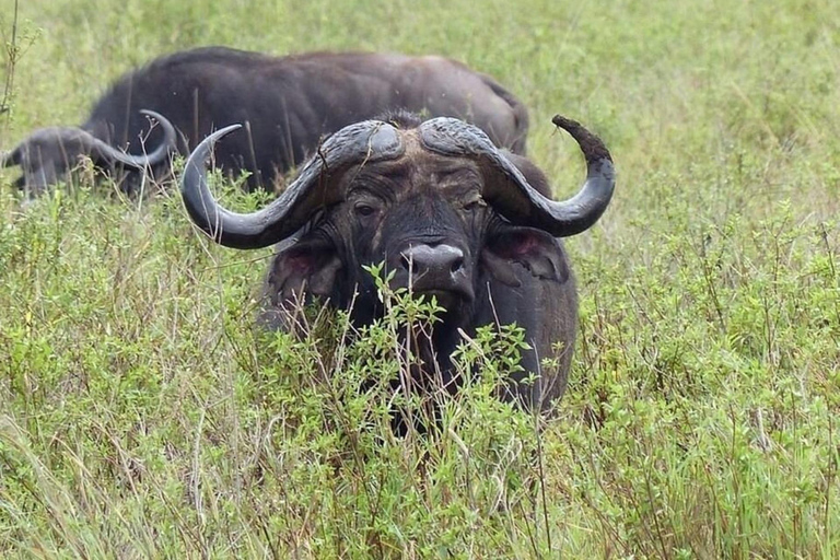 Arusha National Park: Day Trip with Walking Safari & Canoe Shared Day Trip Transfer & Game Drive (Fees Excluded)