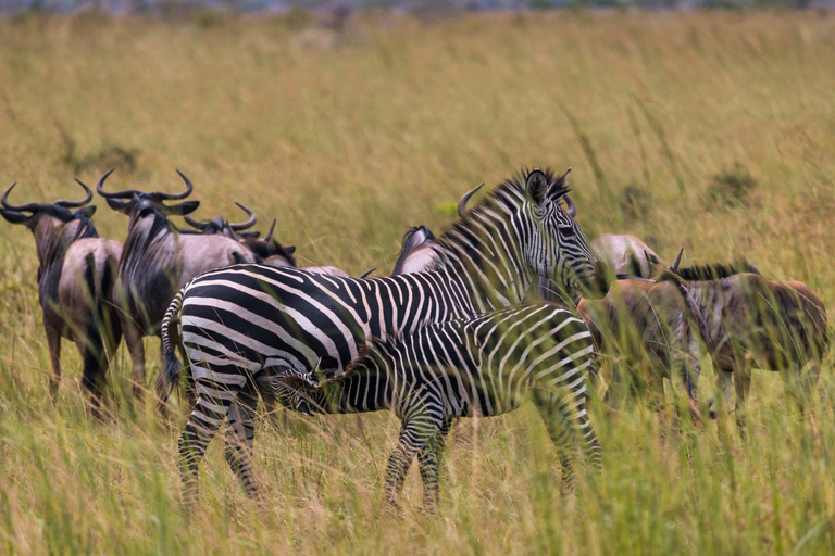 Från Zanzibar: Mikumi Safari med tvåmotorigt flygplan + lunchMikumi Safari – utan transfer