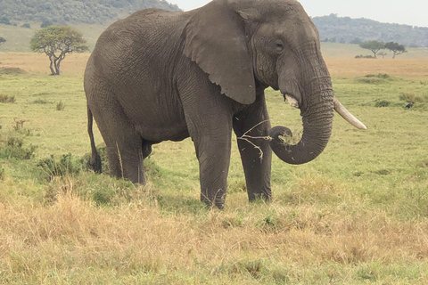 Viaggio di un giorno da Nairobi a Maasai Mara - AWNairobi: Escursione di un giorno nella Riserva Nazionale di Maasai Mara - Privato
