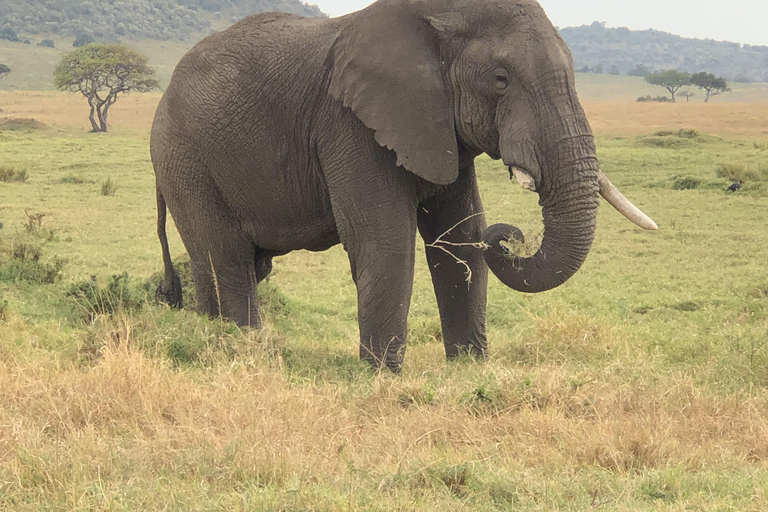 Viaggio di un giorno da Nairobi a Maasai Mara - AWNairobi: Escursione di un giorno nella Riserva Nazionale di Maasai Mara - Privato