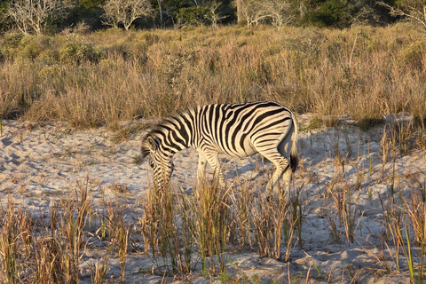Maputo National Reserve Park Safari Excursion