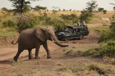 Uganda: 6-Days Safari to Murchison Falls and Queen Elizabeth