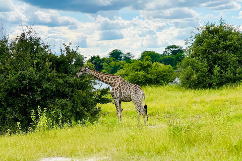 Livingstone: Game Drive And Rhino Walk Experience