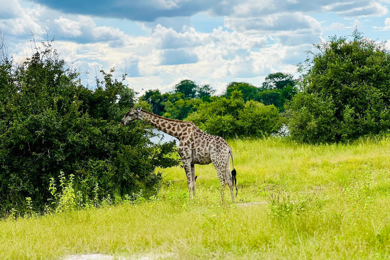 Livingstone: Game Drive And Rhino Walk Experience
