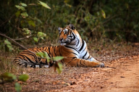 From sariska: Sariska National Park gypsy jungle safari