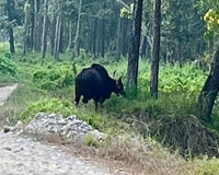 Chitwan National Park Full Day Private Jeep Safari da Madi - Housity