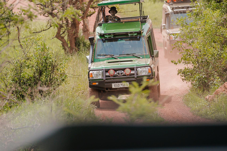 Rwanda: Safari w Parku Narodowym AkageraRwanda: safari, trekking z gorylami i szympansami