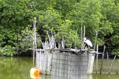 Bentota: Fahrt mit dem Sumpfboot durch den MangrovenwaldBentota: Motorbootfahrt durch den Mangrovenwald
