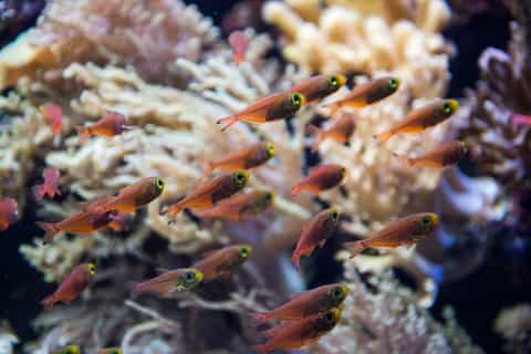 Sea Trek and Coral World Ocean Park General Admission