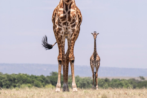 Nairobi: National Park Safari with Pickup and Game Drive