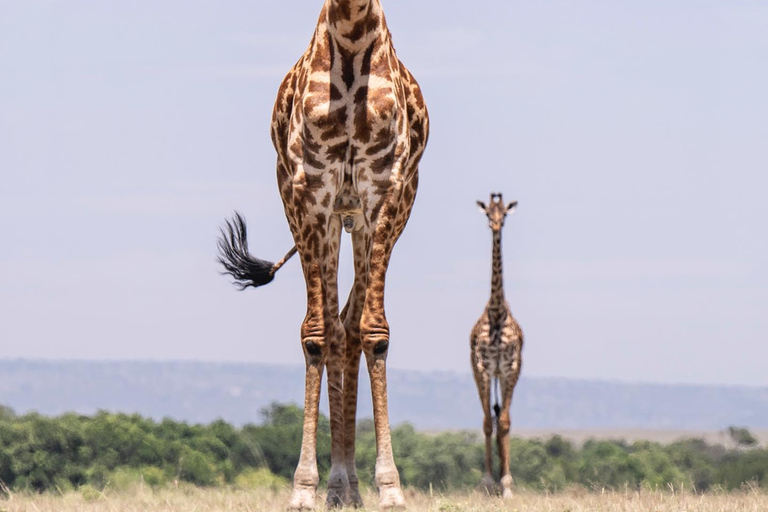 Nairobi: National Park Safari with Pickup and Game Drive