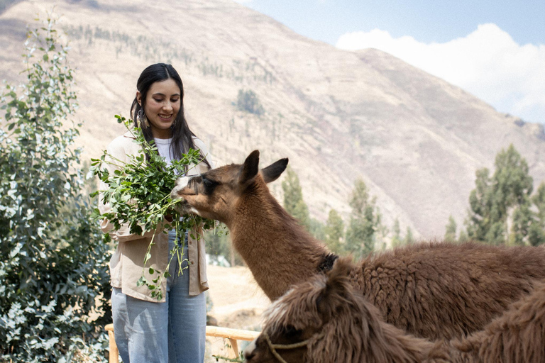 Pisac: Full day of Artistic Creativity and Sound Interpretation