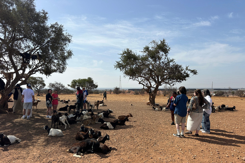 Agadir: Goats on Trees & Crocoparc Tour Goats on Trees & Crocoparc – Entry Ticket Included
