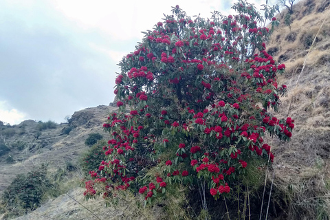 尼泊尔：科普拉山脊徒步旅行尼泊尔科普拉山脊徒步旅行