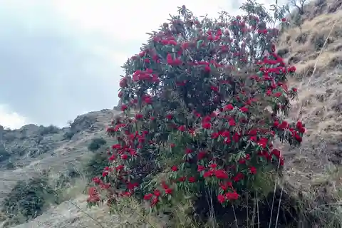 Nepal: Khopra Ridge Trek