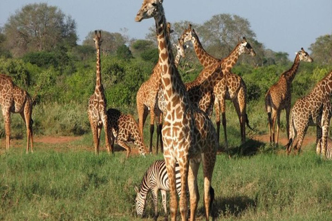 Nairobi: 3-Days Tsavo West Safari