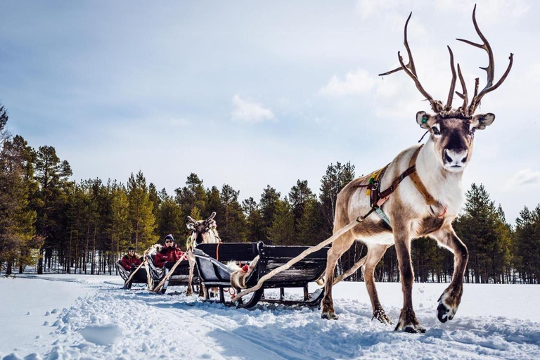 Rovaniemi: Reindeer Farm Tour with Sledge Ride & Pickup Rovaniemi: Reindeer Farm Autumn Tour