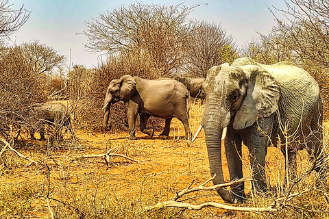 Escursione di un giorno dalle Cascate Vittoria: Safari terrestre e fluviale nel Chobe NP