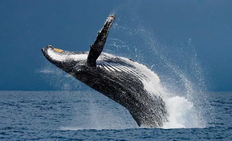 ウビタ:ザトウクジラ野生動物ウォッチング | GetYourGuide ウビタ:ザトウクジラ野生動物ウォッチング | GetYourGuide