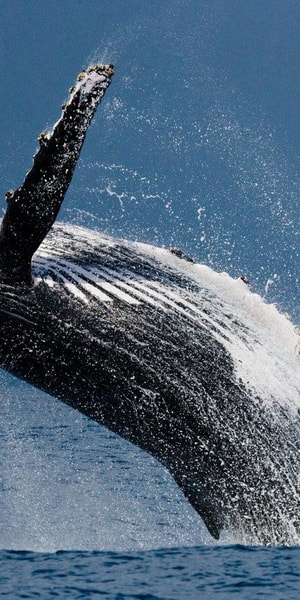 ザトウクジラ ウビタ：ザトウクジラ野生動物ウォッチング | GetYourGuide