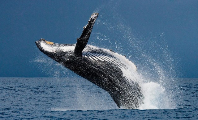 Visit Humpback Whales Wildlife Watching in Uvita Costa Rica in Uvita