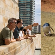Melbourne Magic: City Highlights and Penguin Parade Tour