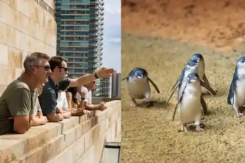 Melbourne Magic: City Highlights and Penguin Parade Tour
