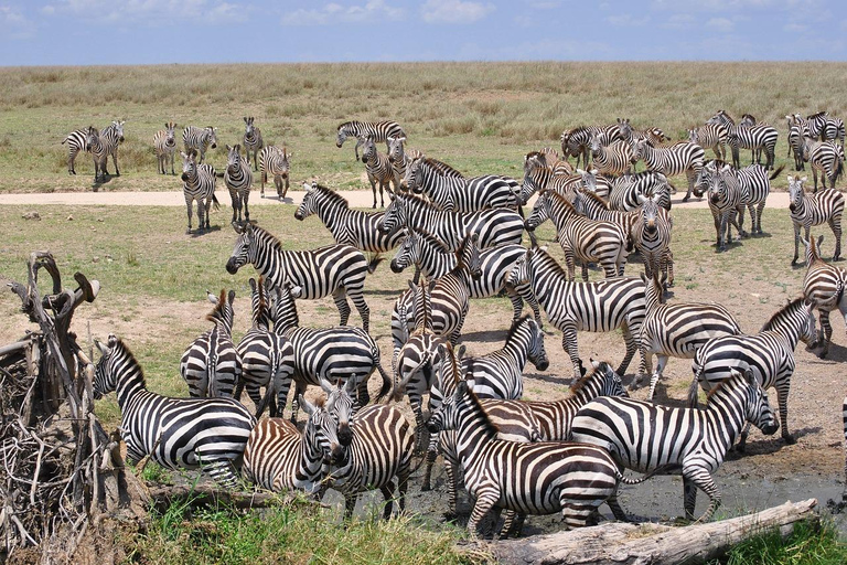 Zanzibar: Private Day Trip to Mikumi Safari (Open Jeep)