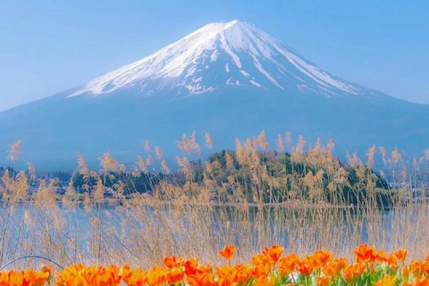 Mt Fuji Top 5 Spots Day Tour: Arakurayama Park,Oshino Hakkai Trip departure time 8:30am--From Shinjuku Station