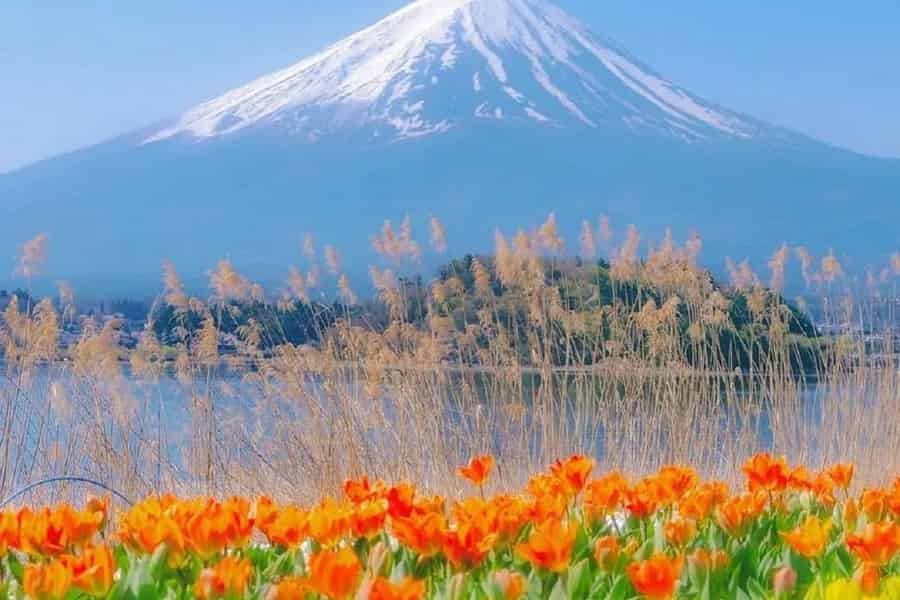 Mt Fuji Top 5 Spots Tagestour: Arakurayama Park, Oshino Hakkai. Foto: GetYourGuide