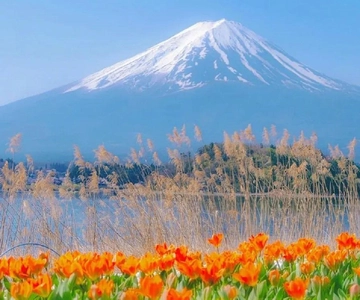 Mt Fuji Top 5 Spots Day Tour: Arakurayama Park,Oshino Hakkai