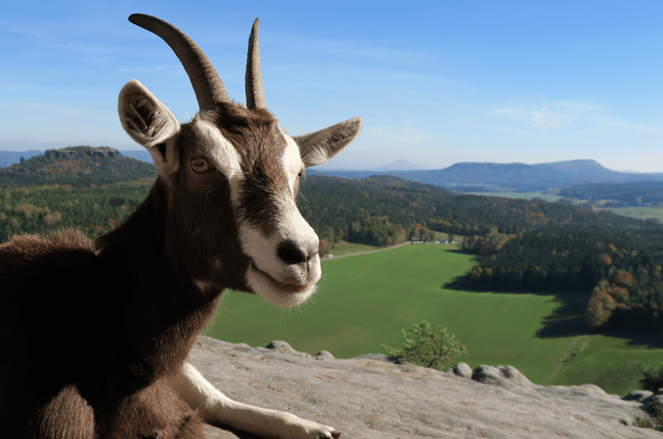 Climb the mountains together with goats - Housity