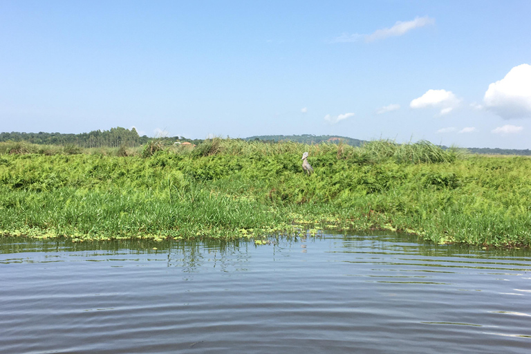 Half day Shoebill Tracking and Equator Island tour Entebbe 1Day shoebill tracking Mabamba and Equator island Entebbe